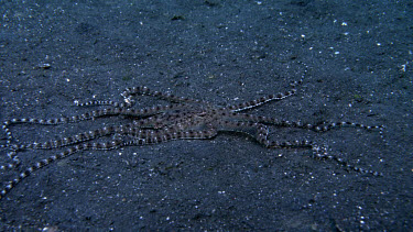 Mimic Octopus, Thaumoctopus mimicus, moving on sand