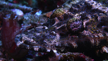 Crocodilefish, Cymbacephalus beauforti