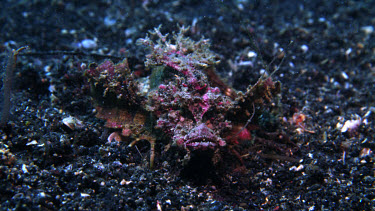 Devil Scorpion Fish, Inimicus didactylus