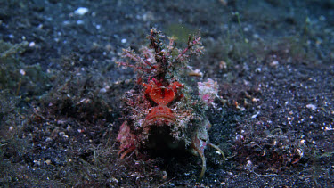 Devil Scorpion Fish, Inimicus didactylus