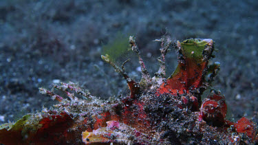 Devil Scorpion Fish, Inimicus didactylus