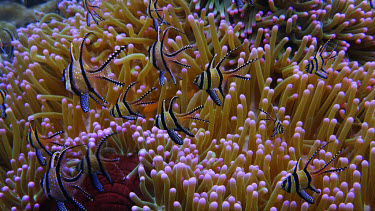 Banggai cardinal fish, Pterapogon kaudemi over clown anemone