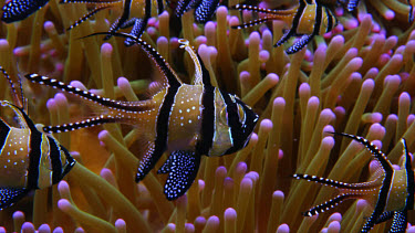 Banggai cardinal fish, Pterapogon kaudemi over clown anemone