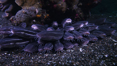 Large Striped catfish, Plotosus lineatus, under rock
