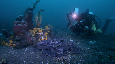 Michele photographs Large Striped catfish, Plotosus lineatus