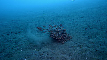 Striped catfish, Plotosus lineatus, feeding in sand