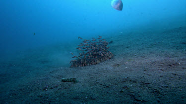 Striped catfish, Plotosus lineatus, feeding in sand