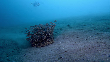 Striped catfish, Plotosus lineatus, feeding in sand