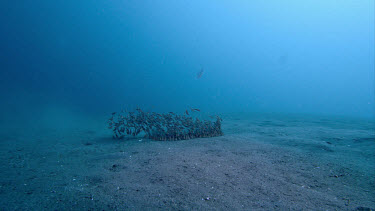 Striped catfish, Plotosus lineatus, feeding in sand