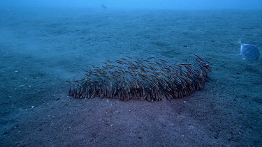 Striped catfish, Plotosus lineatus, feeding in sand