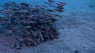 Striped catfish, Plotosus lineatus, feeding in sand