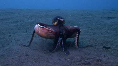 Coconut octopus, Octopus marginatus, walks carrying shell