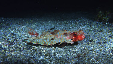 Helmet gurnard, Dactyloptena orientalis