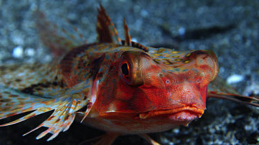 Helmet gurnard, Dactyloptena orientalis