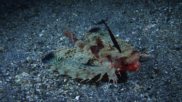 Helmet gurnard, Dactyloptena orientalis