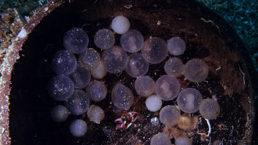 Flamboyant Cuttlefish (Metasepia pfefferi) eggs hatch