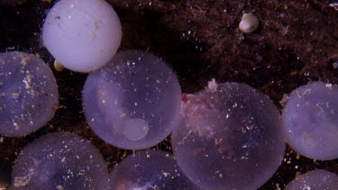 Flamboyant Cuttlefish (Metasepia pfefferi) eggs hatch