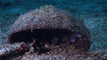 Flamboyant Cuttlefish (Metasepia pfefferi) wide of eggs