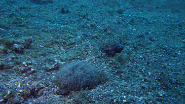 Flamboyant Cuttlefish near coconut shell