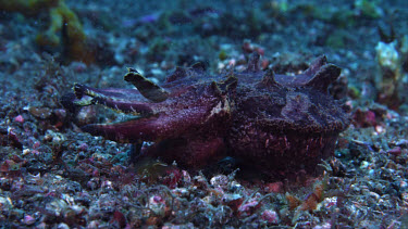 Flamboyant Cuttlefish, Metasepia pfefferi