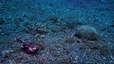 Flamboyant Cuttlefish near coconut shell