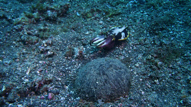 Flamboyant Cuttlefish near coconut shell