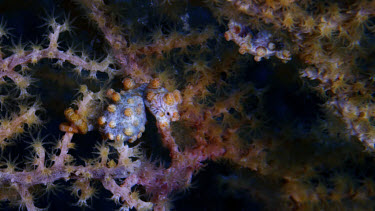 Pigmy Seahorses