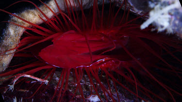 Electric clam, Lima sp.