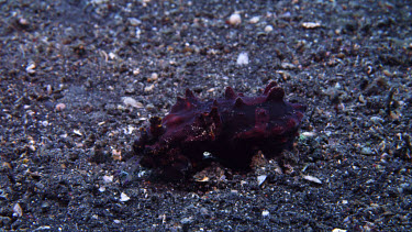 Flamboyant Cuttlefish feeding on Shrimp