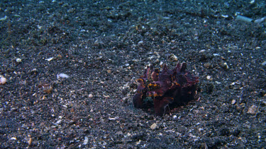 Flamboyant Cuttlefish feeding on Shrimp