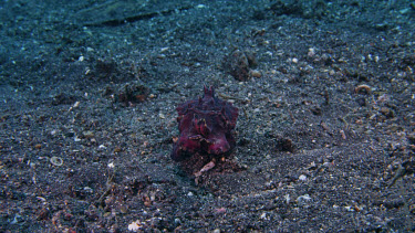 Flamboyant Cuttlefish feeding on Shrimp