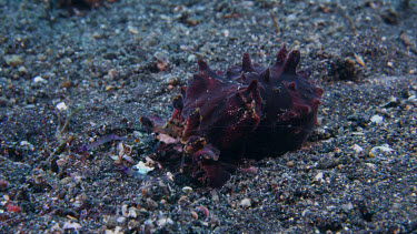 Flamboyant Cuttlefish feeding on Shrimp