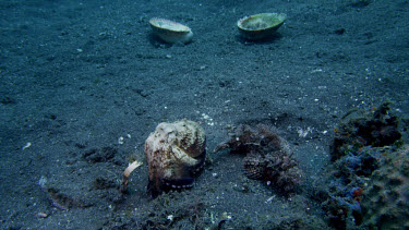 Coconut Octopus finds clam shell