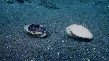 Coconut Octopus finds clam shell and clams up
