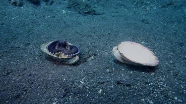 Coconut Octopus finds clam shell and clams up