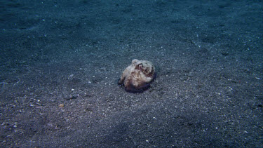 Coconut Octopus walks