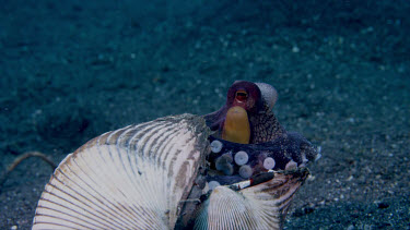 Coconut Octopus in clam shell - close