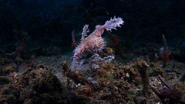 Ornate Ghost Pipefish (Solenostomus paradoxus) pair