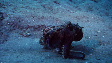 Coconut octopus eating crab and walking