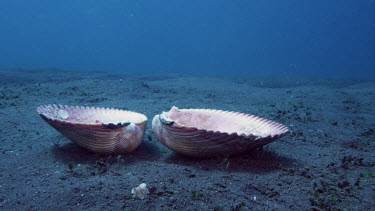 Coconut octopus finds clam and walks away