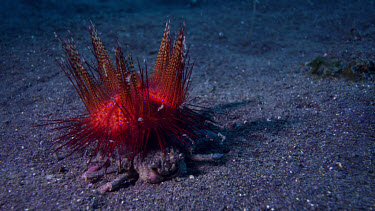 Carrier Crab carries Fire Urchin