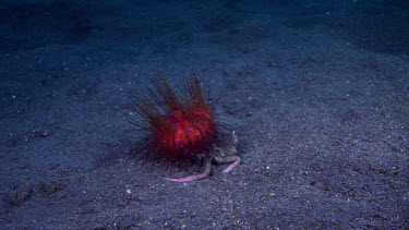 Carrier Crab carries Fire Urchin