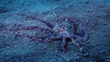 Mimic Octopus, Thaumoctopus mimicus, turns purple