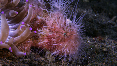 Hairy frogfish, Antennarius striatus