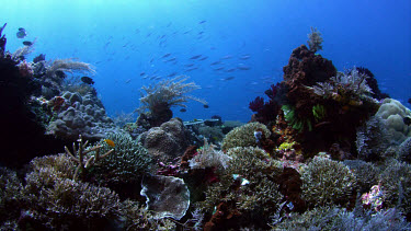 Coral seascape