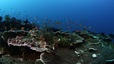 Coral seascape with Anthias and other reef fish