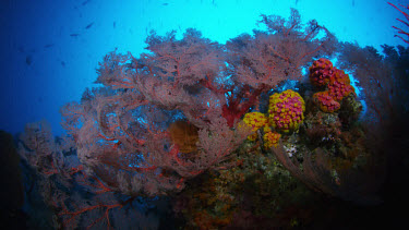 Red Gorgonian coral with orange Tubastrea coral