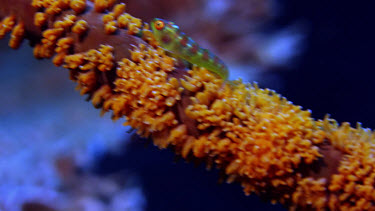 Wire Coral Goby on wire coral (Bryaninops yongei)