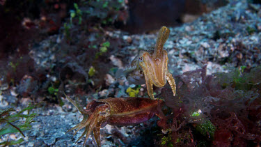 Cuttlefish hovering