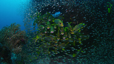 School of Ribbon Sweetlips (Plectorhinchus polytaenia) next to bommie